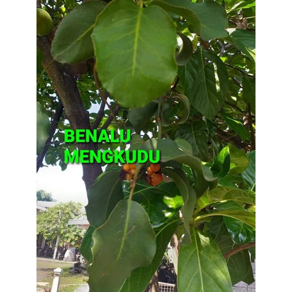 

BENALU MENGKUDU KERING HIJAU 1000 GRAM (PREMIUM QUALITY)