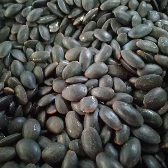 

Baru !! Biji Kedaung Kering 1kg - Biji Kedawung Kering ✓