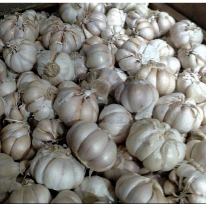 

Bawang Putih 1 Kg