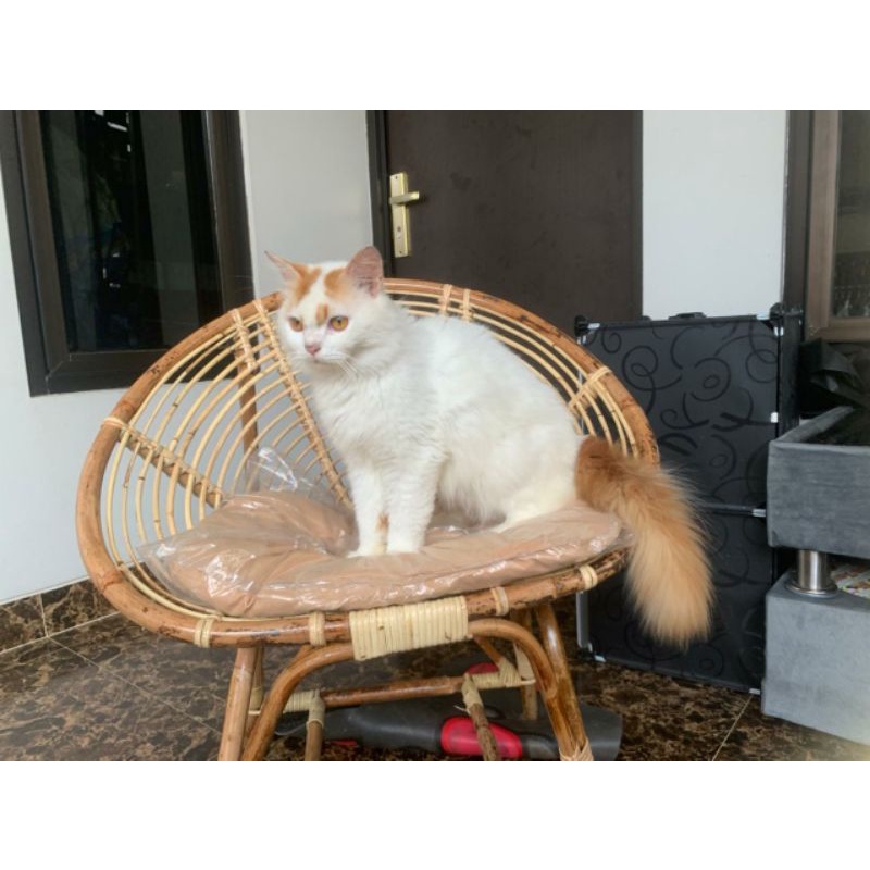 Kucing Persia Longhair jantan