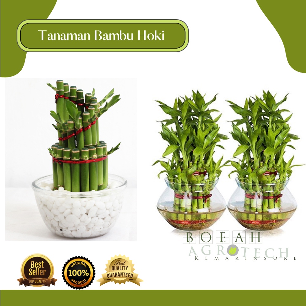 Tanaman Hias Bambu Hoki/ Bambu Rejeki/Bambu Cina