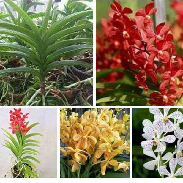 anggrek vanda mokara dewasa