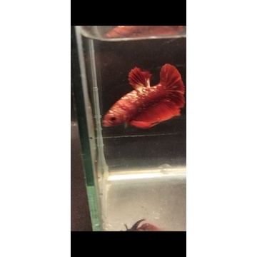 Cupang Red Gold Galaxy 1 Pair