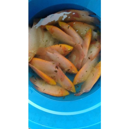 bibit ikan gurame padang ukuran 3 jari