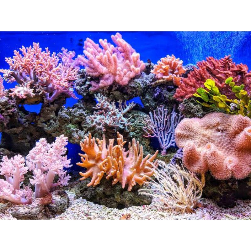 Background Aquarium Putih Hitam Biru Hiasan 1 meter