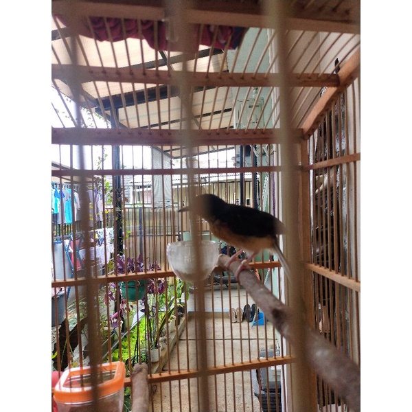 Anakan Murai Batu Medan