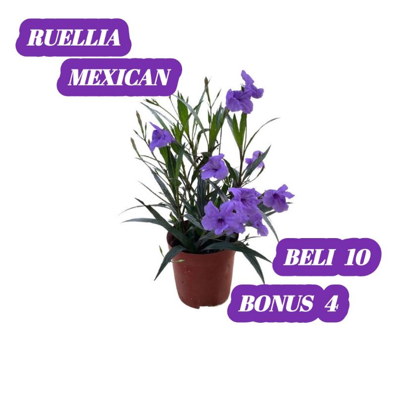 BIBIT RUELLIA MEXICANA PITUNIA