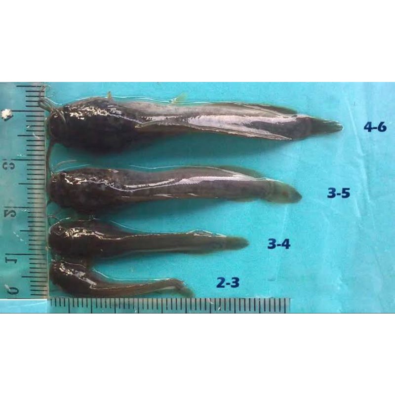 Bibit Lele Sangkuriang (100 Ekor) Hasil Pemijahan Kota Kupang