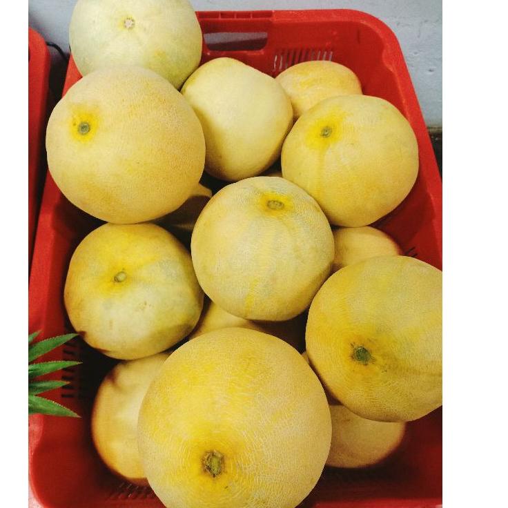 

✸Terlaris❆ BUAH MELON MADU MELON SKY HONEYDEW SUPER MANIS BESAR SEGAR HARGA PER PCS ISI BERAT 1.5-2 KG V76 ✸