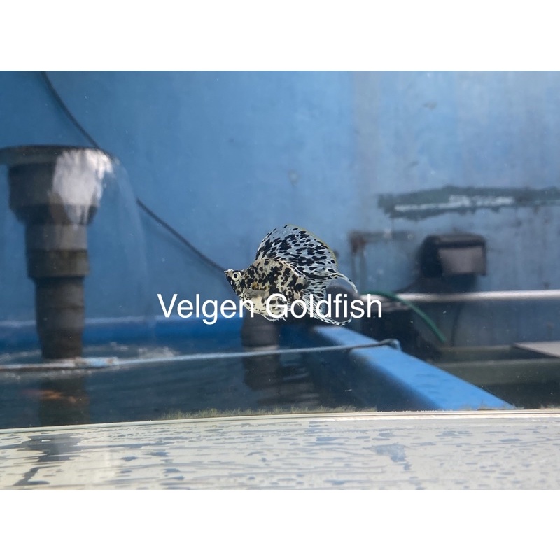 Ikan Molly Balon Cawang / Lyretail