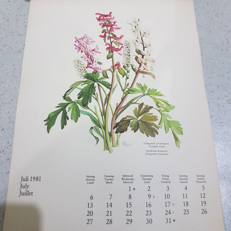 

Kalender asli cetakan 1981 Jerman bulan Juli 1981 gambar bunga