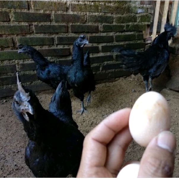 

Telur Tetas Ayam CEMANI - Lidah Hitam ORI / 1 butir