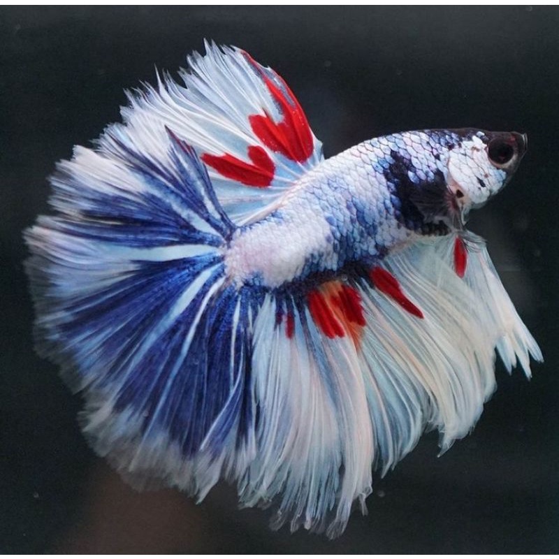 halfmoon fancy sepasang cowok cewek