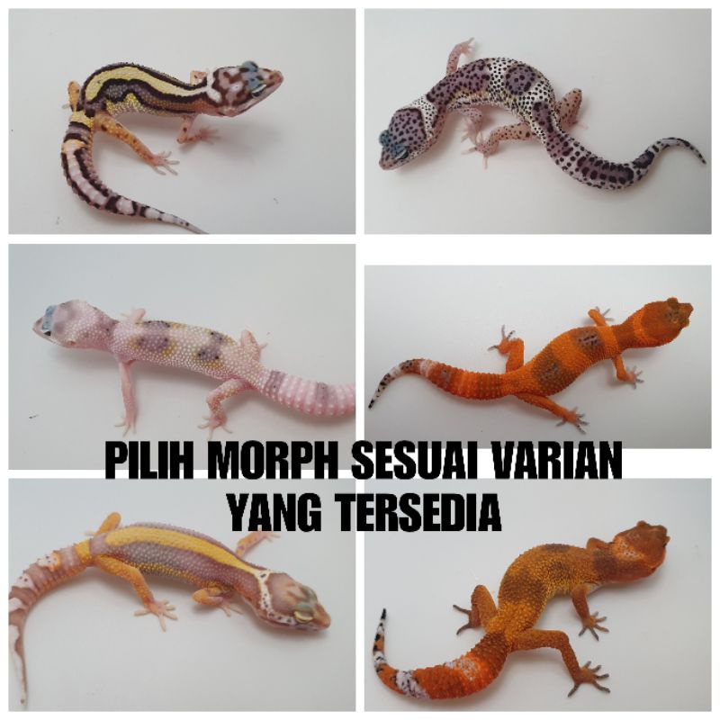 eublepharis macularius pilih sesuai varian gecko tokek hias