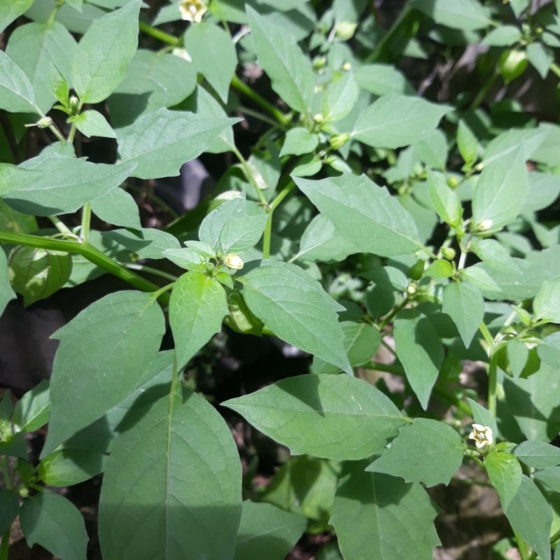 

daun ciplukan segar per 90g