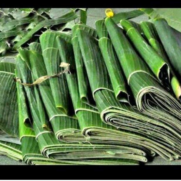 

DAUN PISANG SEGAR DI PETIK LANGSUNG