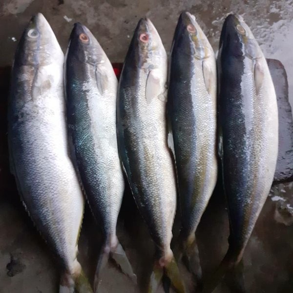 

Ikan Salmon Lokal Segar Berkualitas - 1 Kilogram