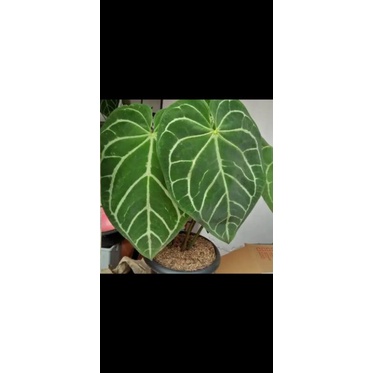 BABY KUPING GAJAH MAGNIFIKUM SILVER