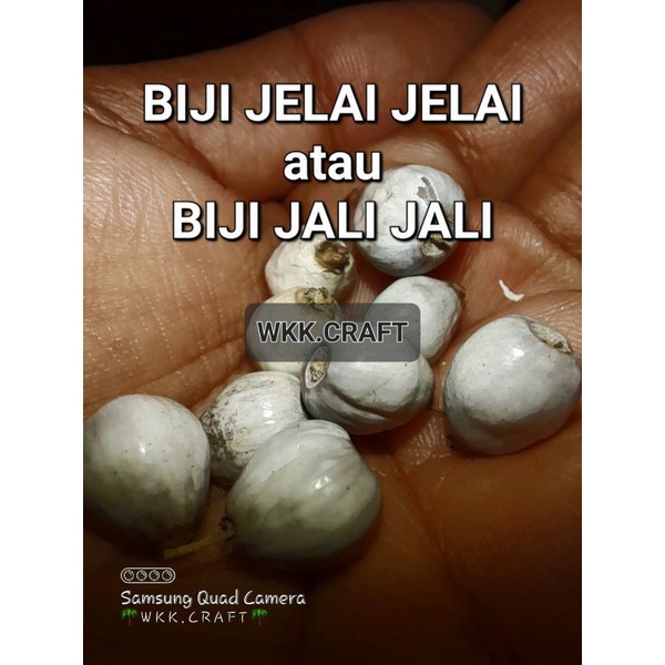 BIJI HANJELI / BARLEY /JALI JALI / JELAI UNTUK KERAJINAN TANGAN ATAU BIBIT