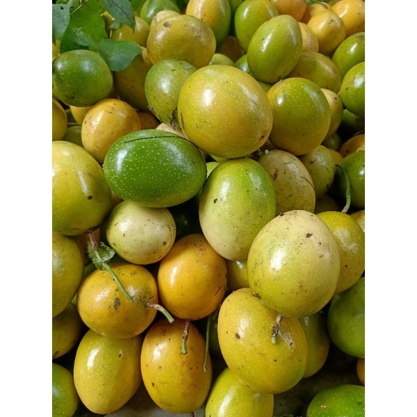 

buah markisa kuning fresh