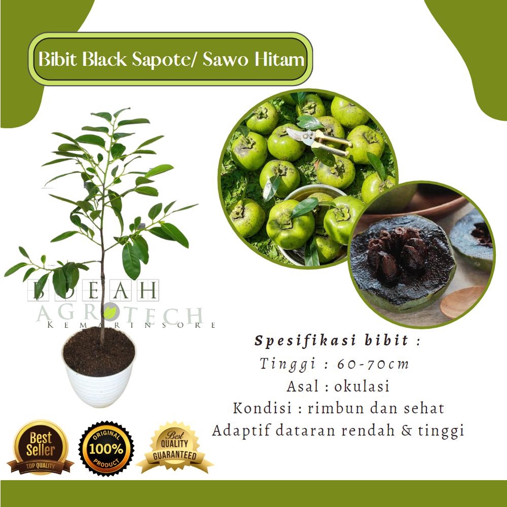 Bibit Tanaman Buah Giant Black Sapote Import/Sawo Hitam Okulasi Langka dan Unik/ Sawo Mexico