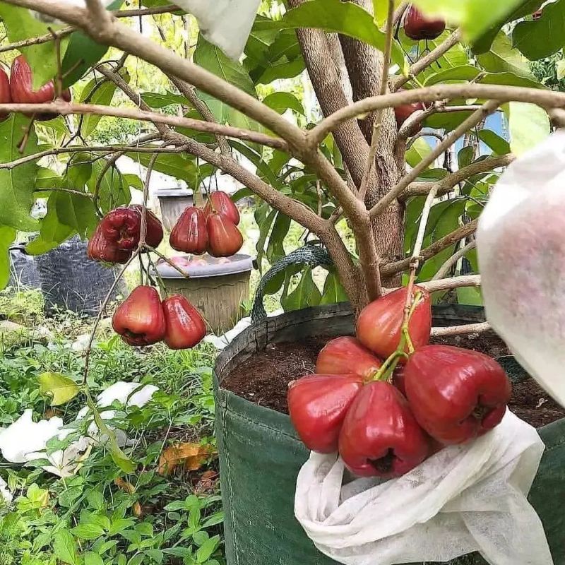 Pupuk Booster Organik Pelebat Buah Jambu Air Dan Perangsang Agar Cepat Berbuah