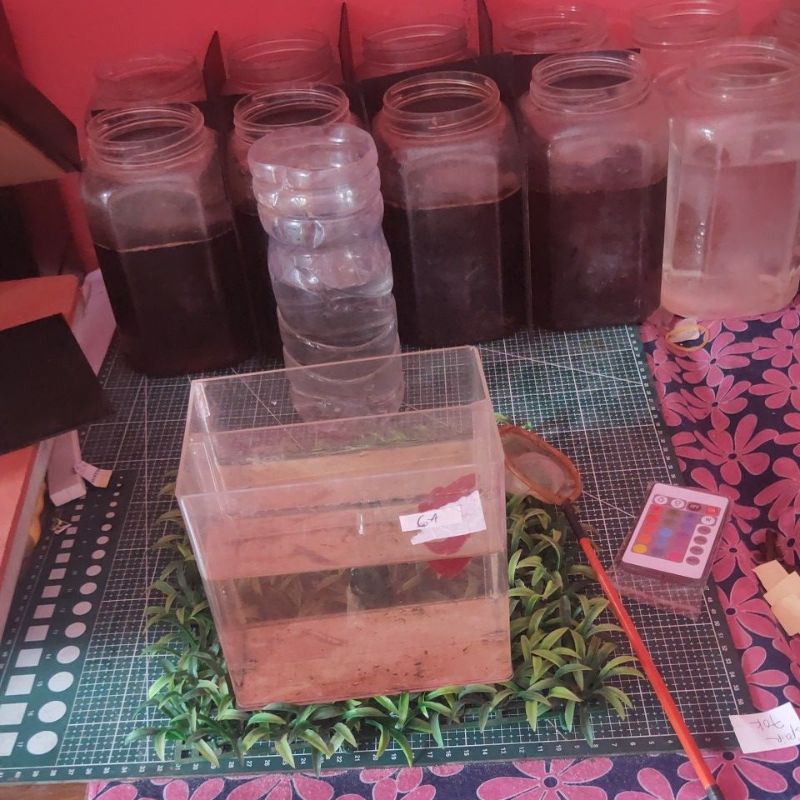 betta