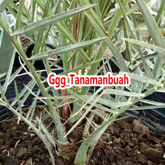 Bibit kurma ajwa super cepat berbuah