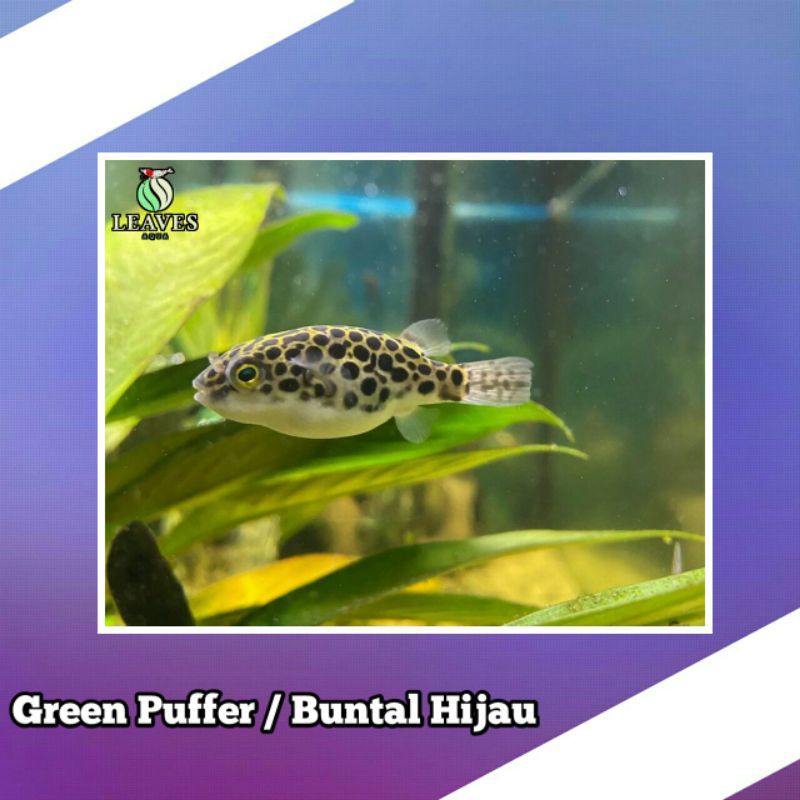 buntal ijo / green pufferrr / ikan hias air tawar