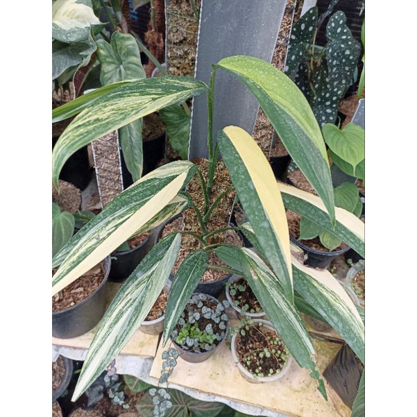 Epipremnum Amplisimum Varigata