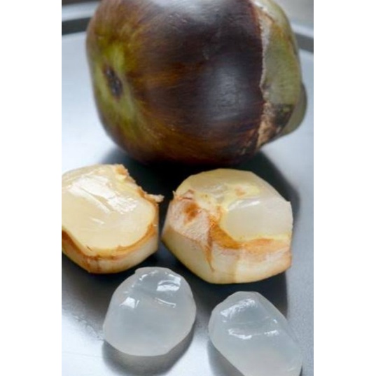 

SIWALAN/LONTAR PER GLONDONG UTUH