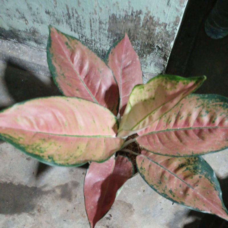 aglonema kochin monfori