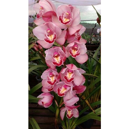 Anggrek cymbidium import d kirim yg knop/spike