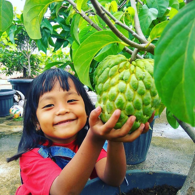 Pupuk Booster Organik Pelebat Buah Srikaya Dan Perangsang Agar Cepat Berbuah