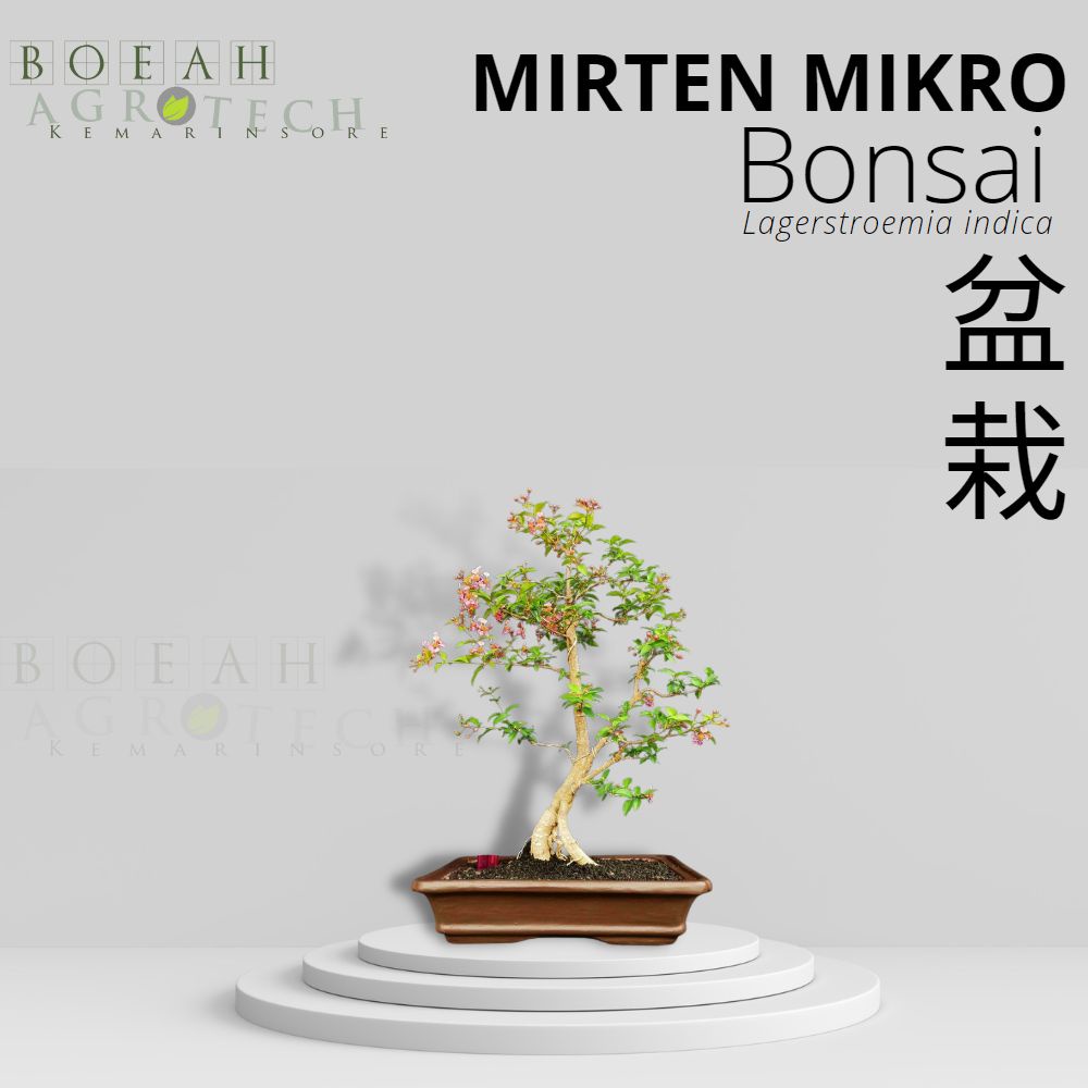 Tanaman Bonsai Hidup Mirten Mikro Sudah Jadi Free Pot Siap Pajang