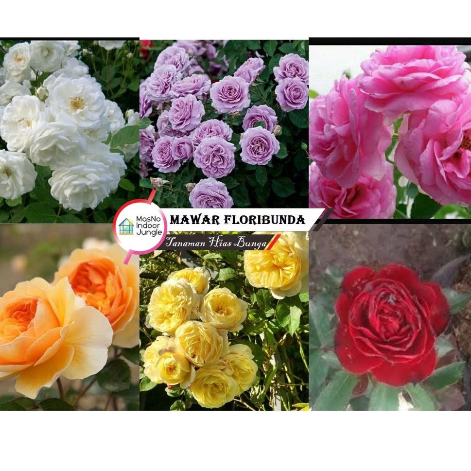 ↕ Tanaman Bunga Mawar Floribunda - Mawar Flori - Tanaman Hias Bunga Hidup Bergaransi ㅺ