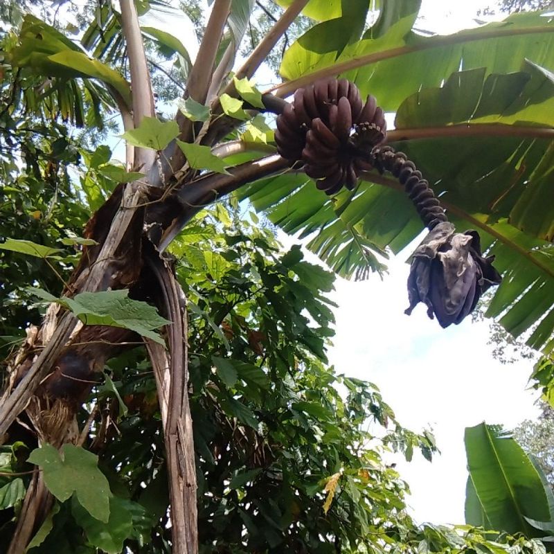 BIBIT PISANG MERAH/PISANG KIDANG