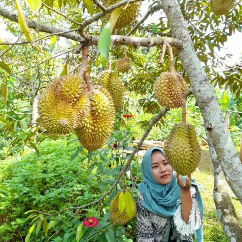 Bibit Durian musangking ukuran 1 meter batang besar siap berbuah