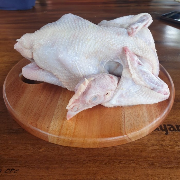 

ayam pejantan 1 ekor utuh