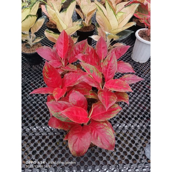 Aglaonema RED REGENCY