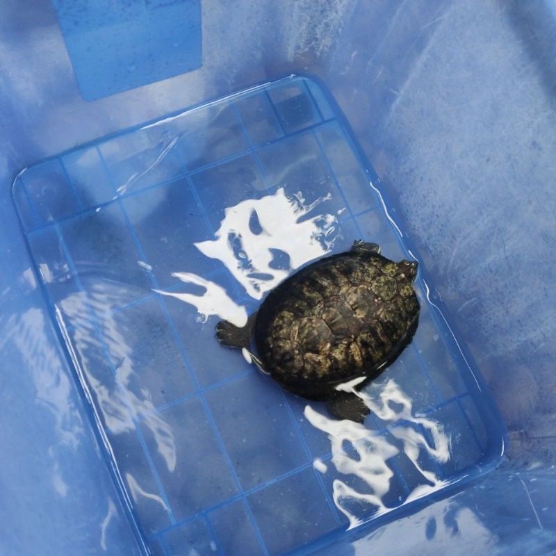 Kura-kura Brazil Dewasa