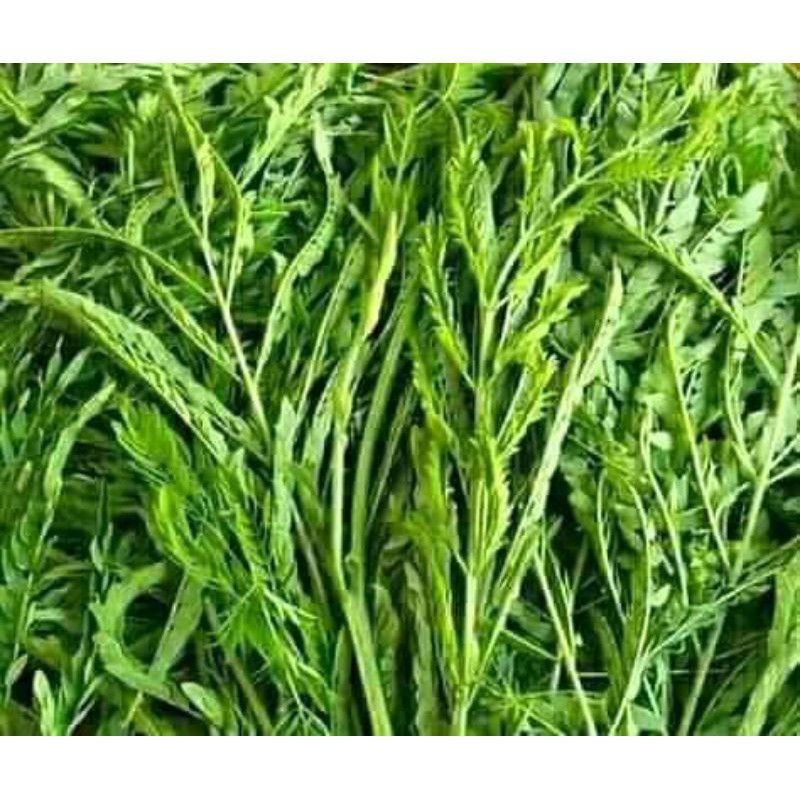 

Terbaru Daun Pete Cina Segar Petik Langsung