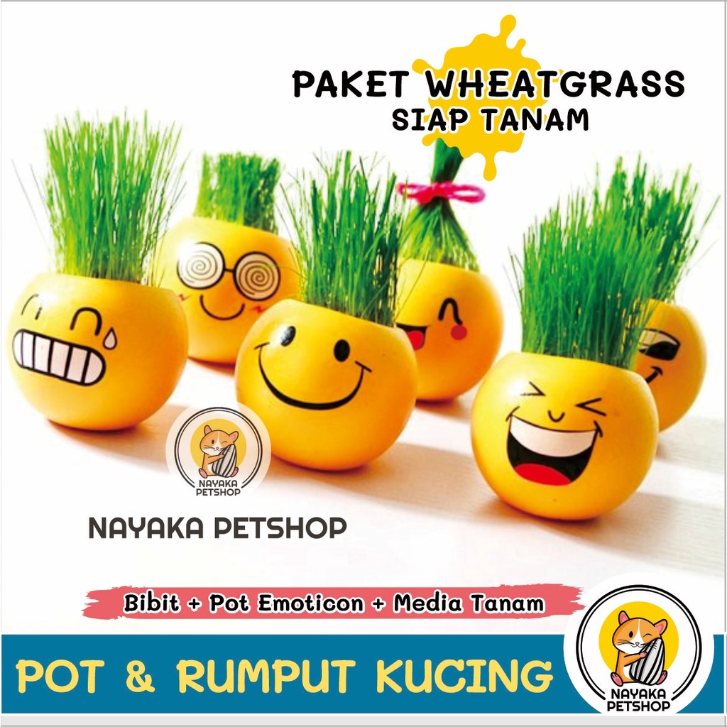 Paket Rumput Kucing Pot Emoticon Lucu Tempat Tanam Wheat Grass Wheatgrass Benih Bibit Rumput Gandum