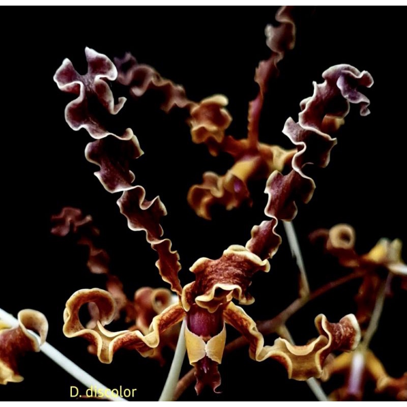 Dendrobium Discolor Seedling