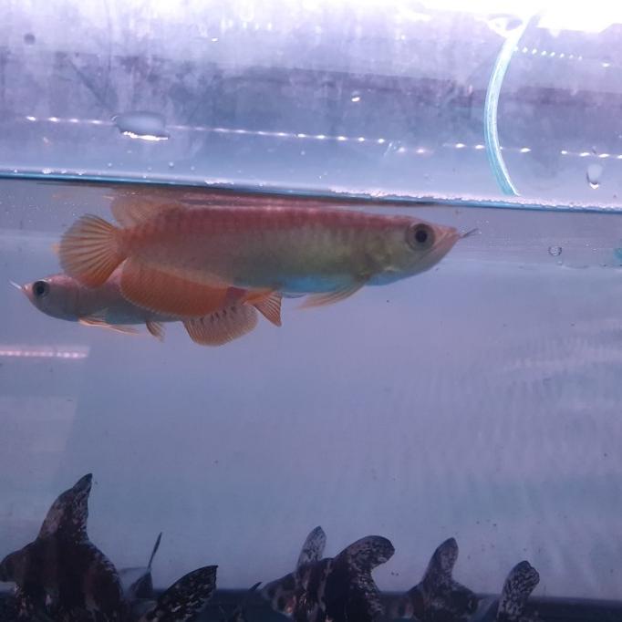 Sale Ikan Arwana Golden Red Termurah