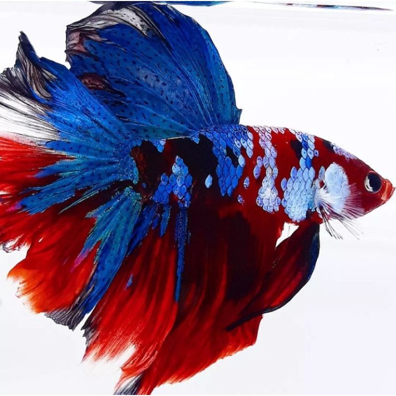 halfmoon multicolor sepasang fullblok