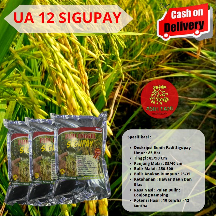 Benih Padi Unggul Sigupay UA Batuta / Bibit Unggul Sigupai 1kg Berkualitas