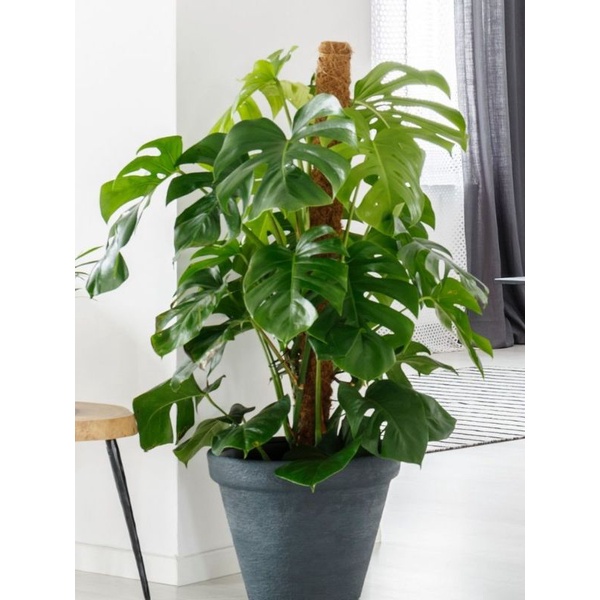 tanaman hias bibit monstera deliciosa - philodendron monstera // Tanaman hias hidup monstera delicio