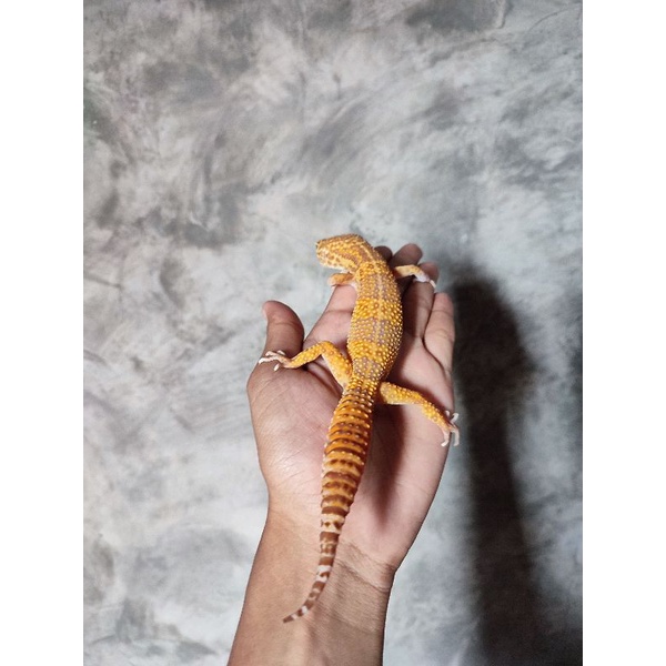 Mainan Gecko ( Albino Bell )