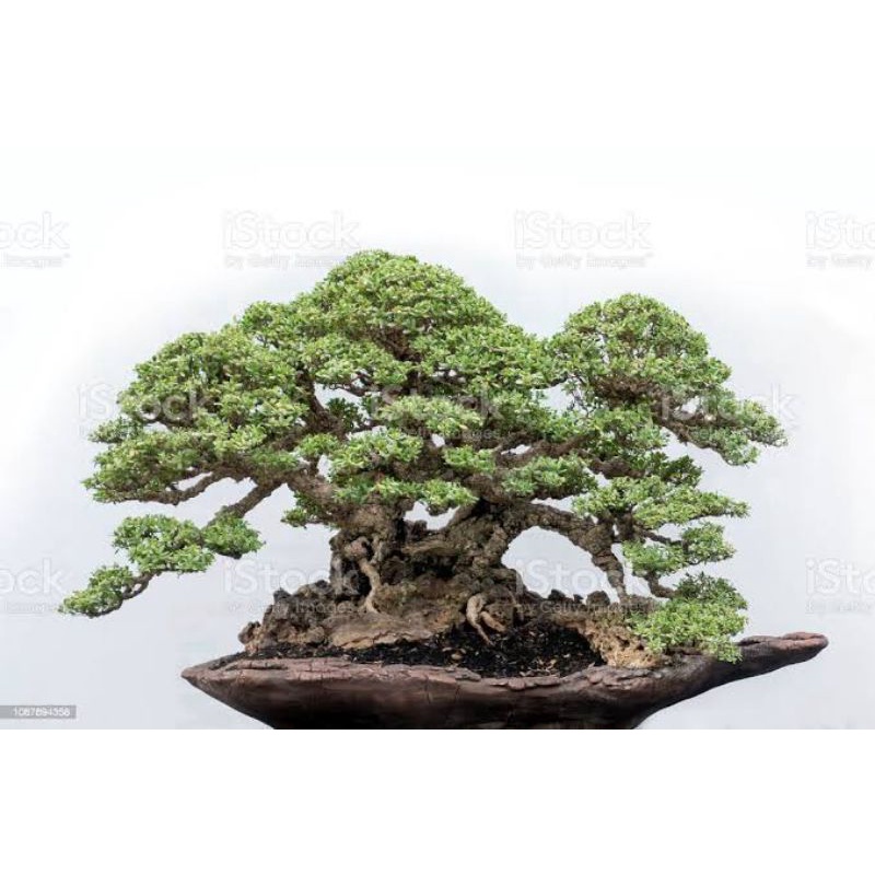 bonsai santigi mawar